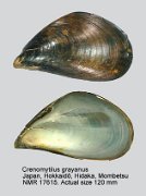 Crenomytilus grayanus